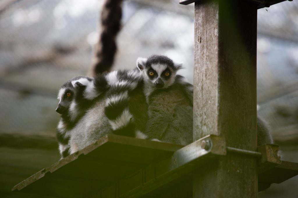 Zoo animal, photo taken with the Canon 6D