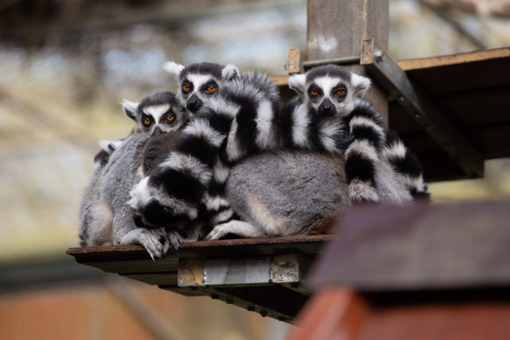 Zoo animal, photo taken with the Canon 6D