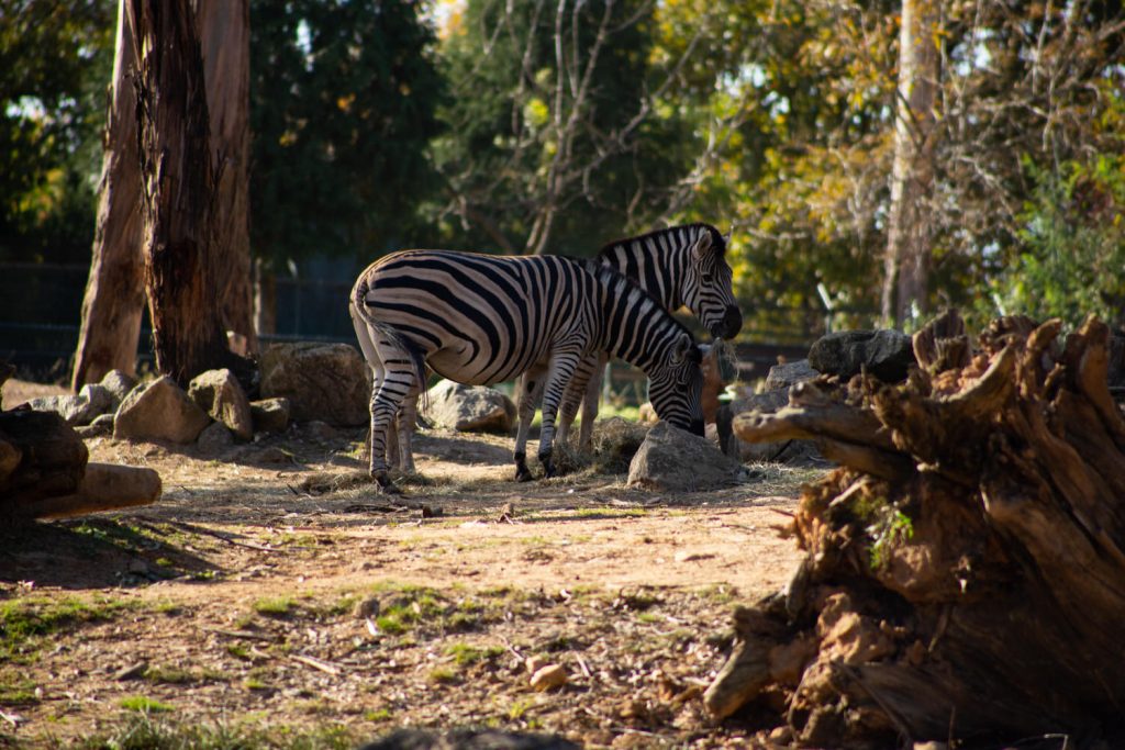 Zoo animal, photo taken with the Canon 6D