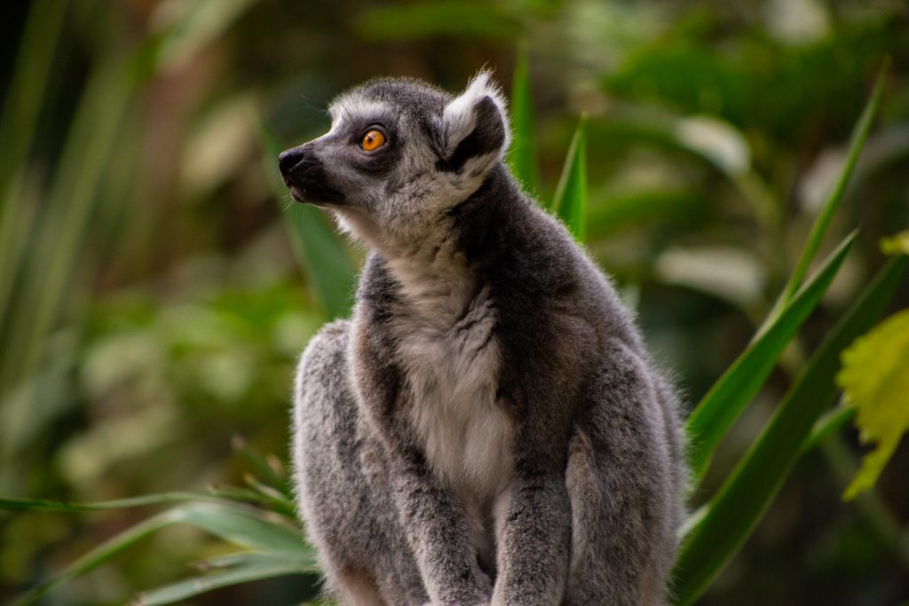 Zoo animal, photo taken with the Canon 6D