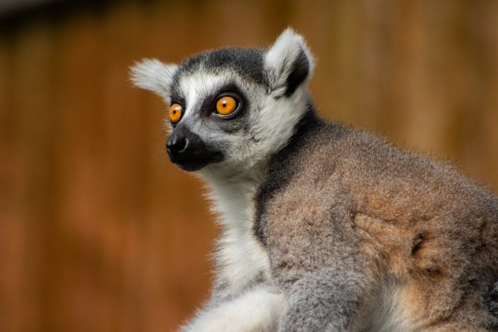 Zoo animal, photo taken with the Canon 7D Mark II, and the Canon EF 75-300mm lens